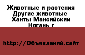 Животные и растения Другие животные. Ханты-Мансийский,Нягань г.